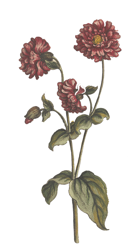Floral Plant Illustration